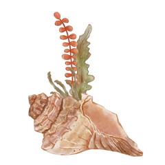 Aquarium composition with spiral seashell and seaweed bush. Watercolor hand drawn illustration, isolated on white background. Print for cards or textile design. Coral reef and underwater life