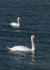 The mute swan (Cygnus olor), birds swim near the Black Sea coast