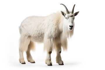 Image of a mountain goat isolated on white background. Mammals. Wildlife Animals. Generative AI.