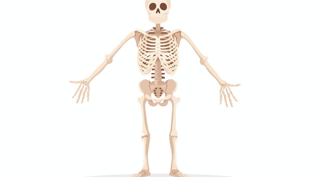 Cartoon funny human skeleton flat vector isolated on white