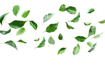 Green leaves flying and falling isolated on background, tropical leaf for border element, fresh natural foliage, organic herbal in form of wave and swirl. - obrazy, fototapety, plakaty