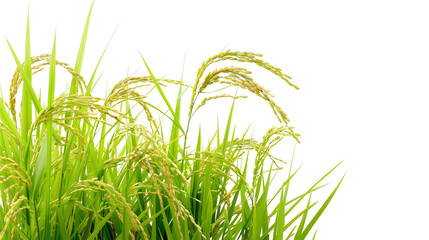 Fototapeta premium Rice plant isolated on white background
