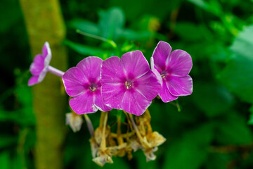 Purple phlox flowers on a green background