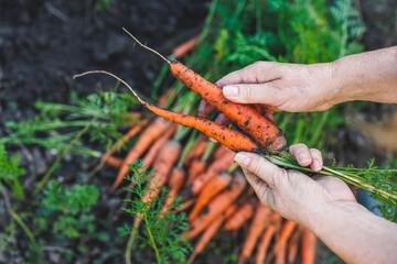 Hands holding fresh harvested carrot from vegetable garden. Homegrown produce and organic gardening