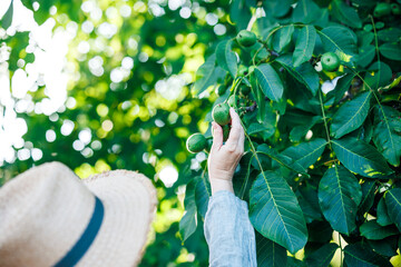 Woman farmer picking unripe green walnut from nut tree. Harvesting healthy food ingredients for...