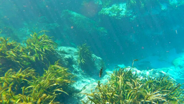 Underwater wildlife in Florida Alexander springs. Beautiful tropical cave nature with fresh water vegetation
