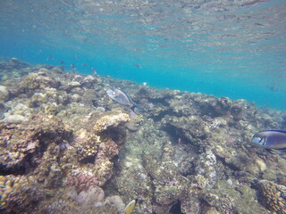 surgeon fish above the coral reef sohal