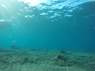 under the surface of marine habitat, se a ocean, vast of water