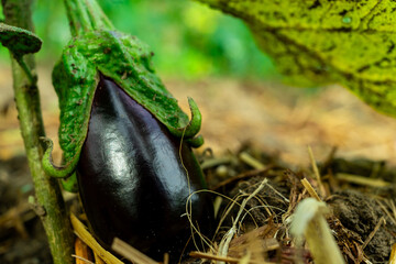 Close-up of a small eggplant growing near an eggplant bush