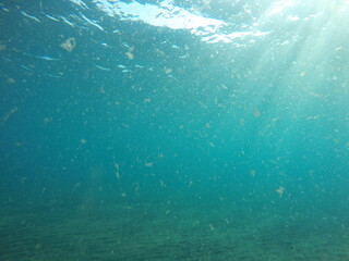 under the surface of marine habitat, se a ocean, vast of water