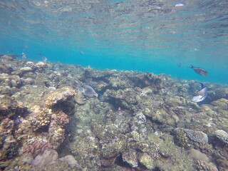 surgeon fish above the coral reef sohal