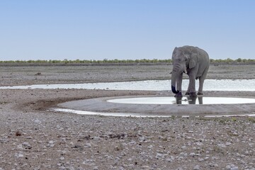 Picture of an drinking elephant at a waterhole in Etosha National Park in Namibia during the day