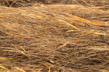 Dry golden grass in the meadow