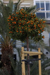 Beautiful orange tree in the centre of Valencia. The incredible smell of orange in Valencia. 