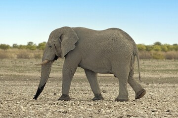 Picture of an elephant in Etosha National Park in Namibia during the day - obrazy, fototapety, plakaty