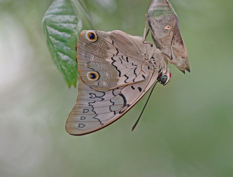 Schattierte blaue Blattfl&uuml;gel - Shaded-blue leafwing