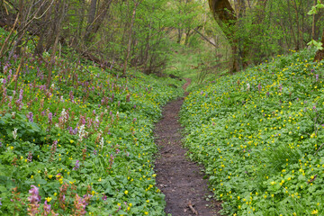 Nice forest path bordered by flowers in the forest - 777088523