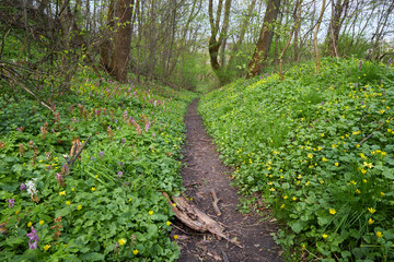 Nice forest path bordered by flowers in the forest - 777088581