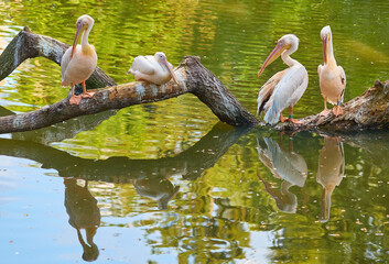 Four elegant pink pelicans perched on a tree branch over tranquil waters. - 777090104