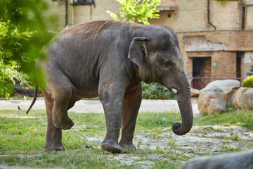Elephant in the zoo - 777090105