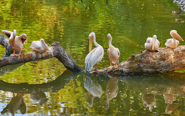 Four elegant pink pelicans perched on a tree branch over tranquil waters. - 777090114