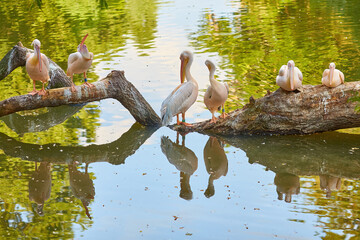 Four elegant pink pelicans perched on a tree branch over tranquil waters. - 777090157