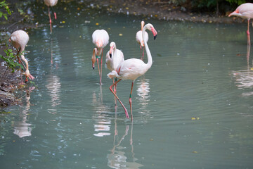 A Flock of Greater Flamingoes wallowing in a pool of water - 777090198