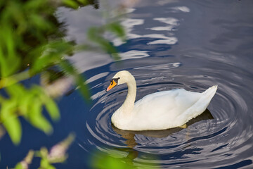 swan causing beautiful ripples in a pond