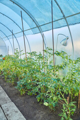 Tomato plants in greenhouse. Tomatoes growing on plants in greenhouse. Harvest tomatoes, home gardening. - 777090764