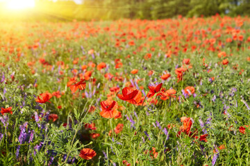 wild red poppy flowers. large poppy field - 777090939