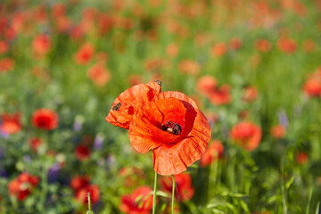 Meadow with beautiful bright red poppy flowers - 777090953