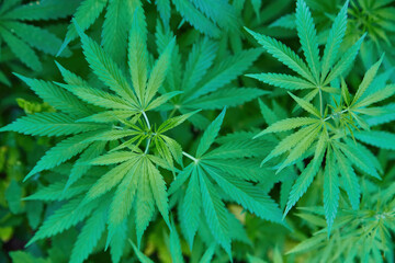 A full frame of marijuana foliage, background - 777090954