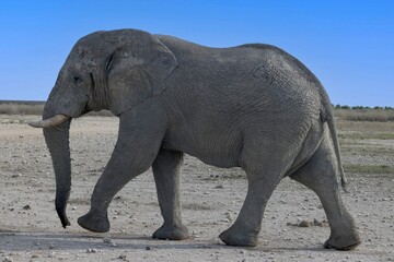Fototapeta na wymiar Picture of an elephant in Etosha National Park in Namibia during the day