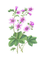 High Mallow hand-drawn botanical pencil illustration isolated on white with clipping path