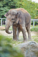 Elephant in the zoo