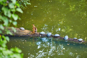 A group of small turtles and a duck sitting on a branch in a row - 777092984