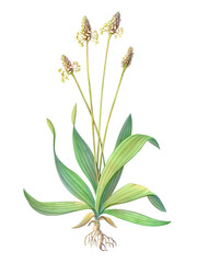 English plantain hand-drawn botanical pencil illustration isolated on white with clipping path