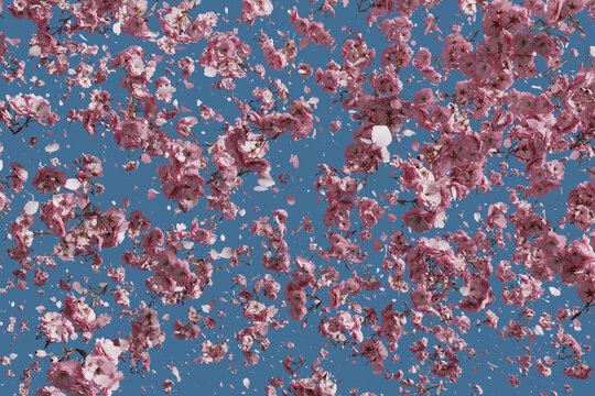 Falling japanese cherry leaves in front of blue sky. 3D Rendering