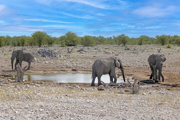 Picture of an group of elephants in Etosha National Park in Namibia during the day