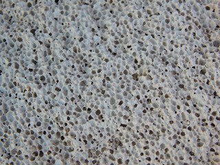 Texture of aerated concrete. What's inside a building block? White aerated concrete texture or background