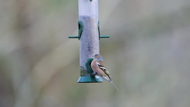 Chaffinch, Fringilla coelebs and Tits on a feeder in the forest