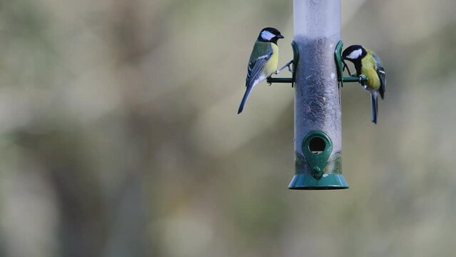 Great Tit, Parus major on a feeder in forest