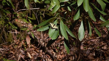 Rainbow Falls at Gorges State Park 11