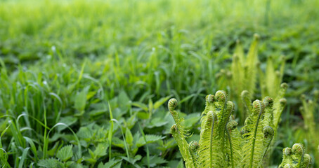 Green nature background with young fern and blurry grass and nettle 