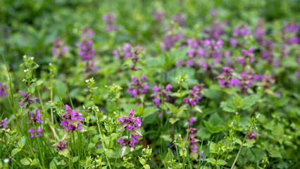 Background with purple nettle on the ground and little white flowers- nature concept