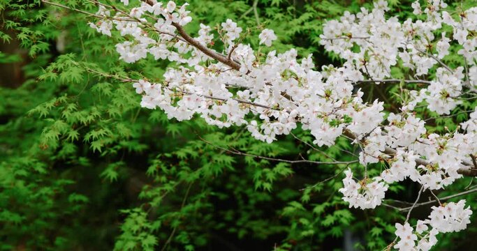 季節の背景春　風に揺れる満開の桜の花のアップと深い緑の葉のコントラストのスローモーション　入学・入社・新生活・花見・日本のイメージ