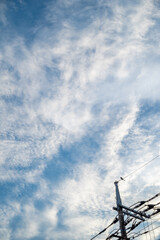 Fototapeta premium 電柱にとまる鳥と空
