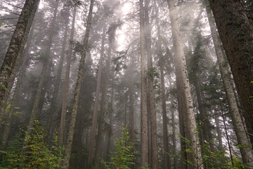 Sun rays in the forest