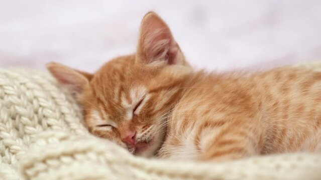 Cute little red kitten sleeping on cream colored knit scarf close up. Funny cat resting at home