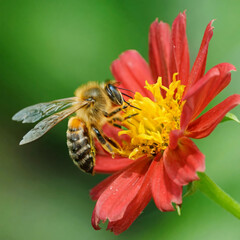 bee on a flower